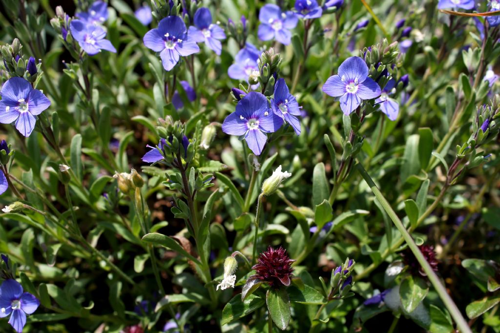 Veronica fruticans